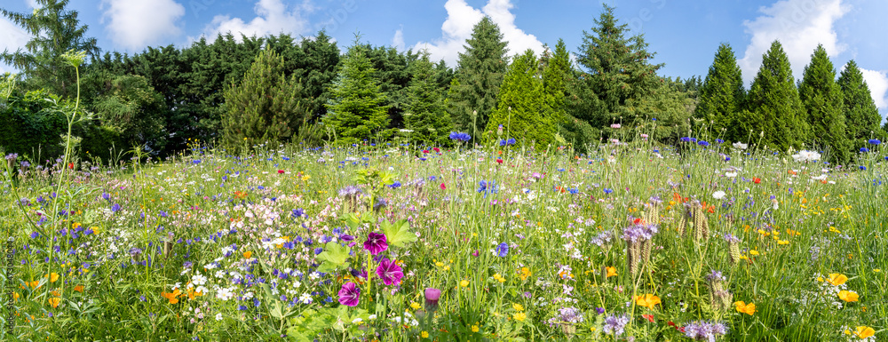 Eine Blühpatenschaft im Oberen Erzgebirge für Insekten und Menschen gleichermaßen